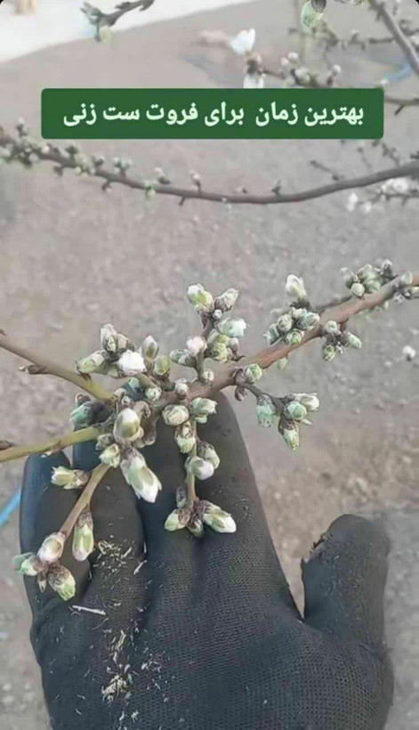 فروت ست۲۰ لیتری