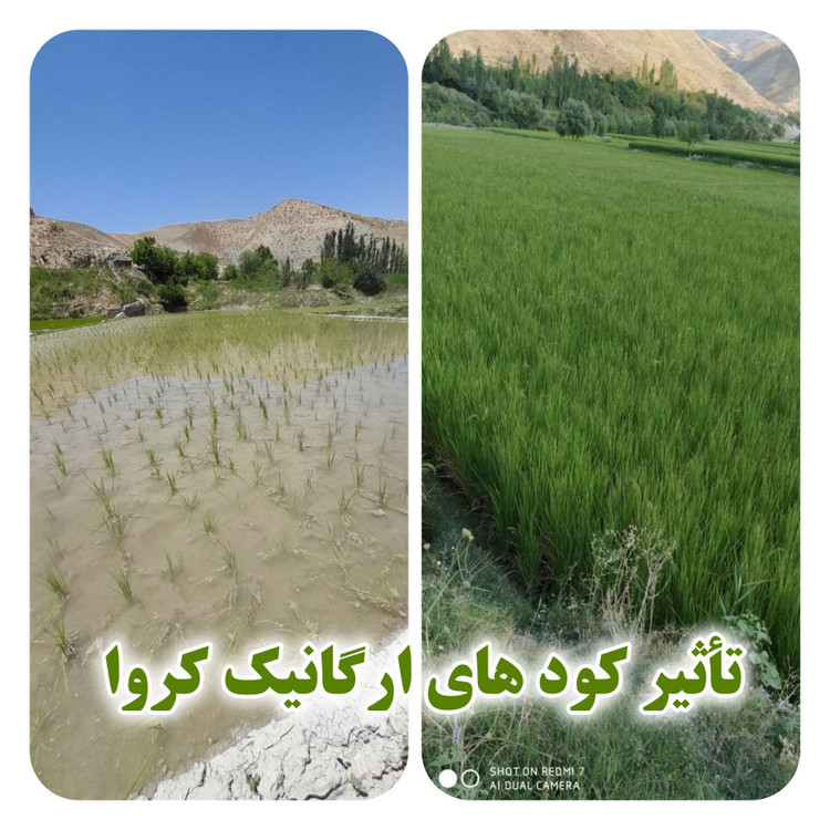 هیومیک اسید