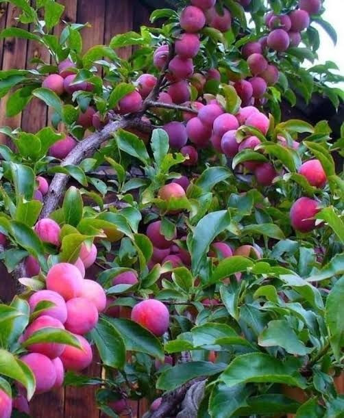 کروا ۲۵ کیلو npks