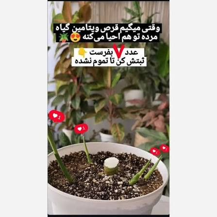 محرک رشد ۱ لیتری