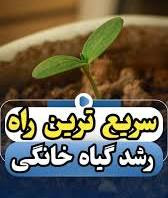 تریکو درما